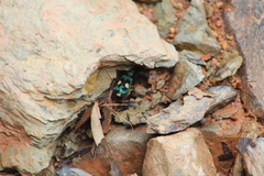 Pseudoxycheila bipustulata