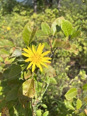 Tragopogon pratensis