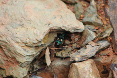 Pseudoxycheila bipustulata