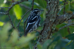 Mniotilta varia