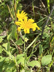 Tragopogon pratensis