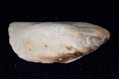 Perna canaliculus