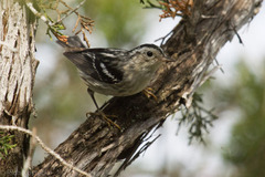 Mniotilta varia