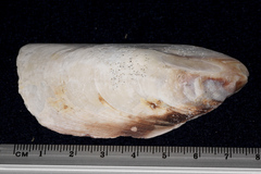 Perna canaliculus