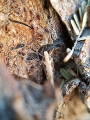 Ornativalva erubescens