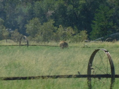 Cervus canadensis nannodes