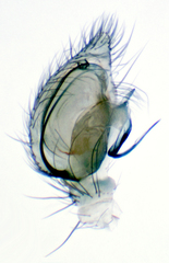 Cicurina brevis
