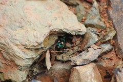 Pseudoxycheila bipustulata