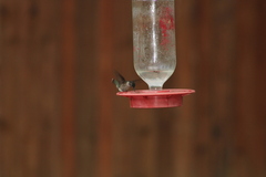 Selasphorus platycercus