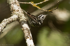 Mniotilta varia