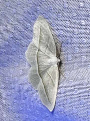 Campaea perlata