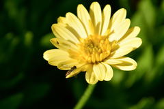 Toxomerus marginatus