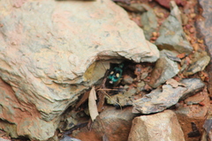 Pseudoxycheila bipustulata