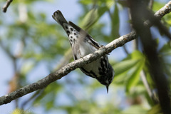 Mniotilta varia