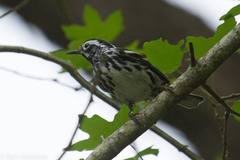Mniotilta varia