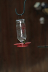 Selasphorus platycercus