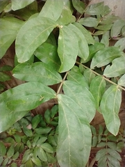 Calliandra haematocephala