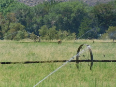 Cervus canadensis nannodes