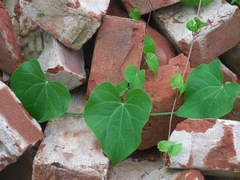 Aristolochia clematitis
