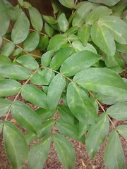 Calliandra haematocephala