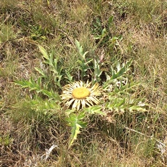 Carlina acanthifolia
