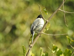 Microspingus melanoleucus