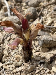 Aphyllon corymbosum