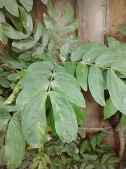 Calliandra haematocephala