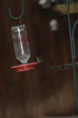 Selasphorus platycercus