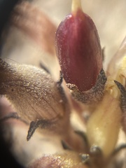 Aphyllon corymbosum