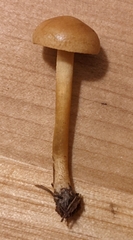 Agrocybe pediades