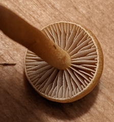 Agrocybe pediades