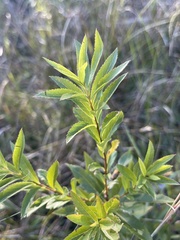 Spiraea alba