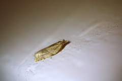 Clepsis virescana