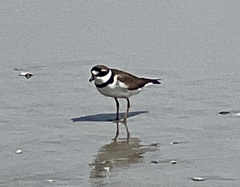 Charadrius semipalmatus