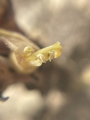 Aphyllon corymbosum