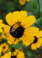 Chauliognathus pensylvanicus