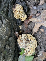Pseudoinonotus