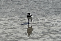 Charadrius semipalmatus