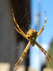 Argiope argentata