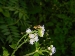 Eristalinus arvorum
