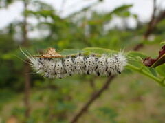 Lophocampa caryae