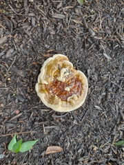 Ganoderma sessile