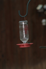 Selasphorus platycercus