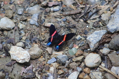 Ancyluris inca
