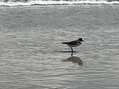 Charadrius semipalmatus