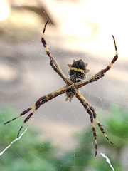 Argiope argentata