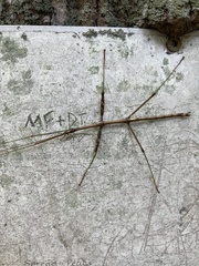 Diapheromera femorata