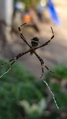 Argiope argentata