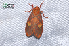 Ammatho cuneonotatus